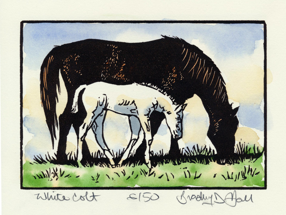 White Colt