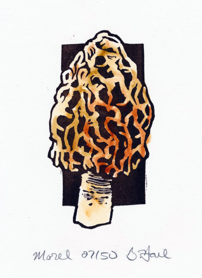 Morel
