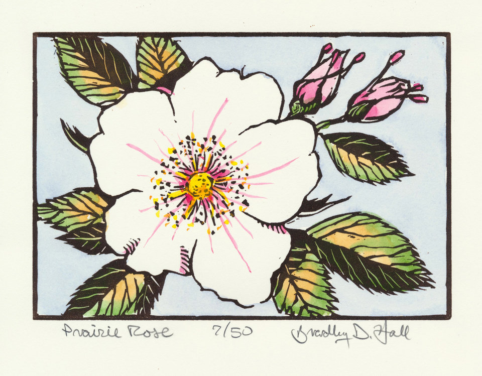 Prairie Rose