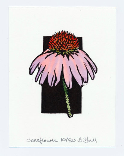 Coneflower
